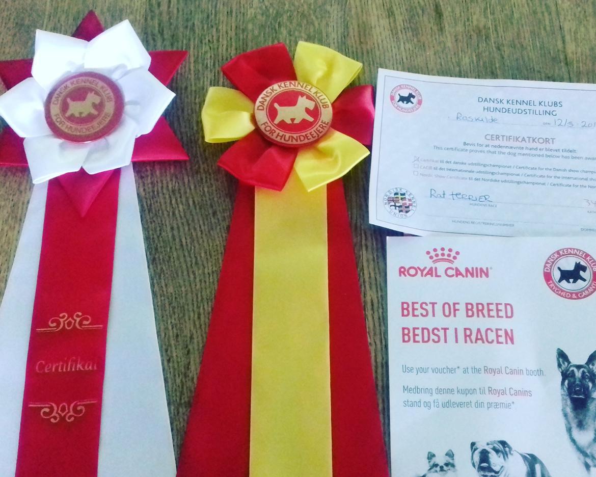 Rat Terrier Solgaards Buddy - Best i Racen  billede 17