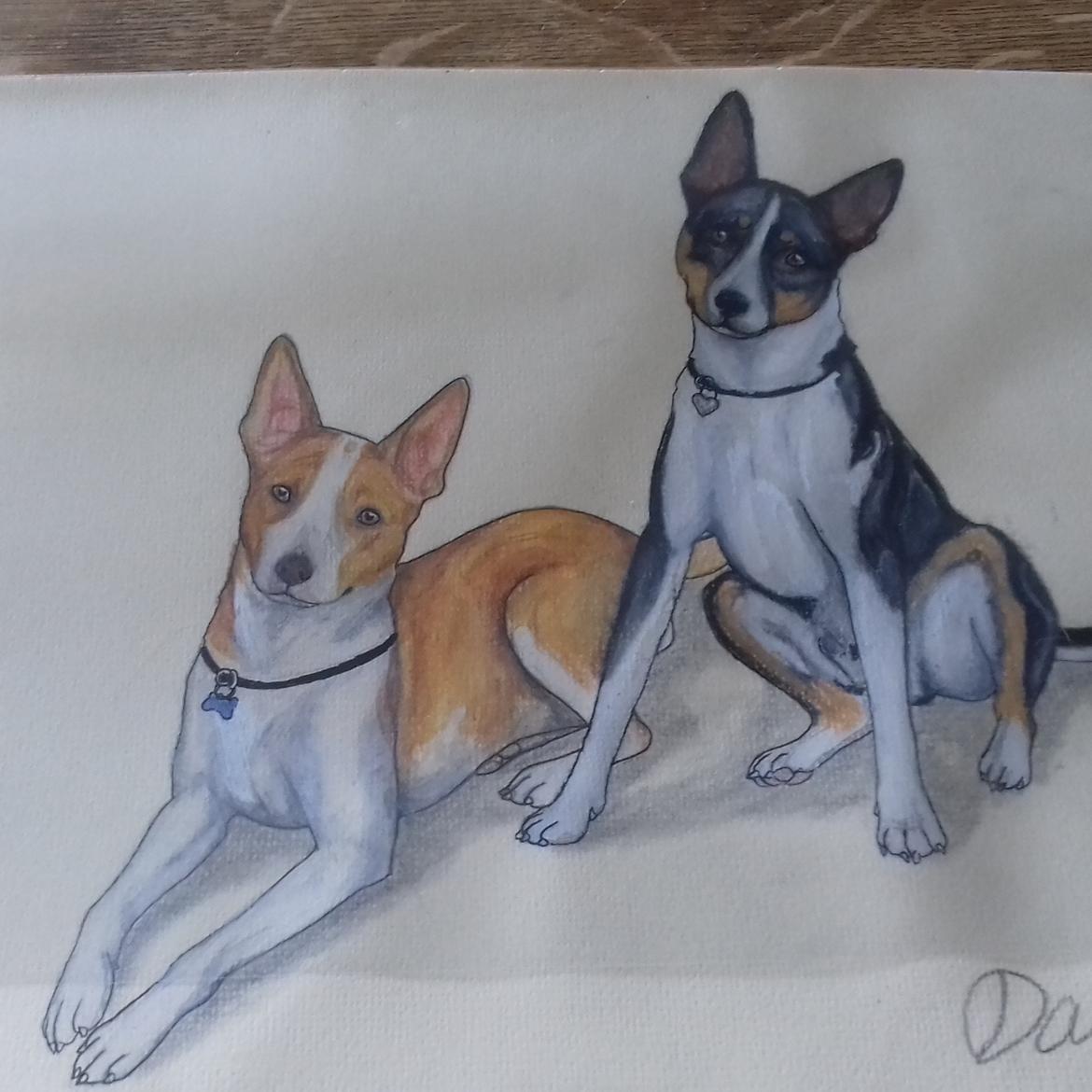 Rat Terrier Solgaards Buddy billede 25