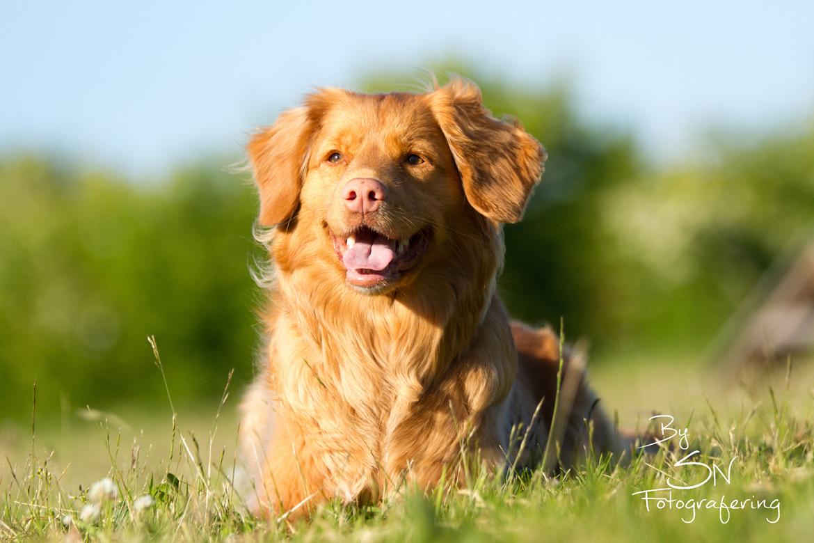 Nova scotia duck tolling retriever Mika "Himmelhund"  billede 1