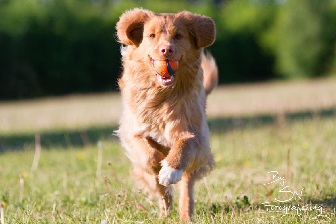 Nova scotia duck tolling retriever Mika "Himmelhund"  billede 6