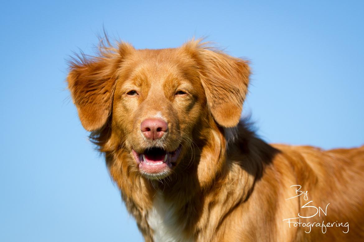 Nova scotia duck tolling retriever Aquafox Sebrings Fangio Chicane"Casey" billede 5