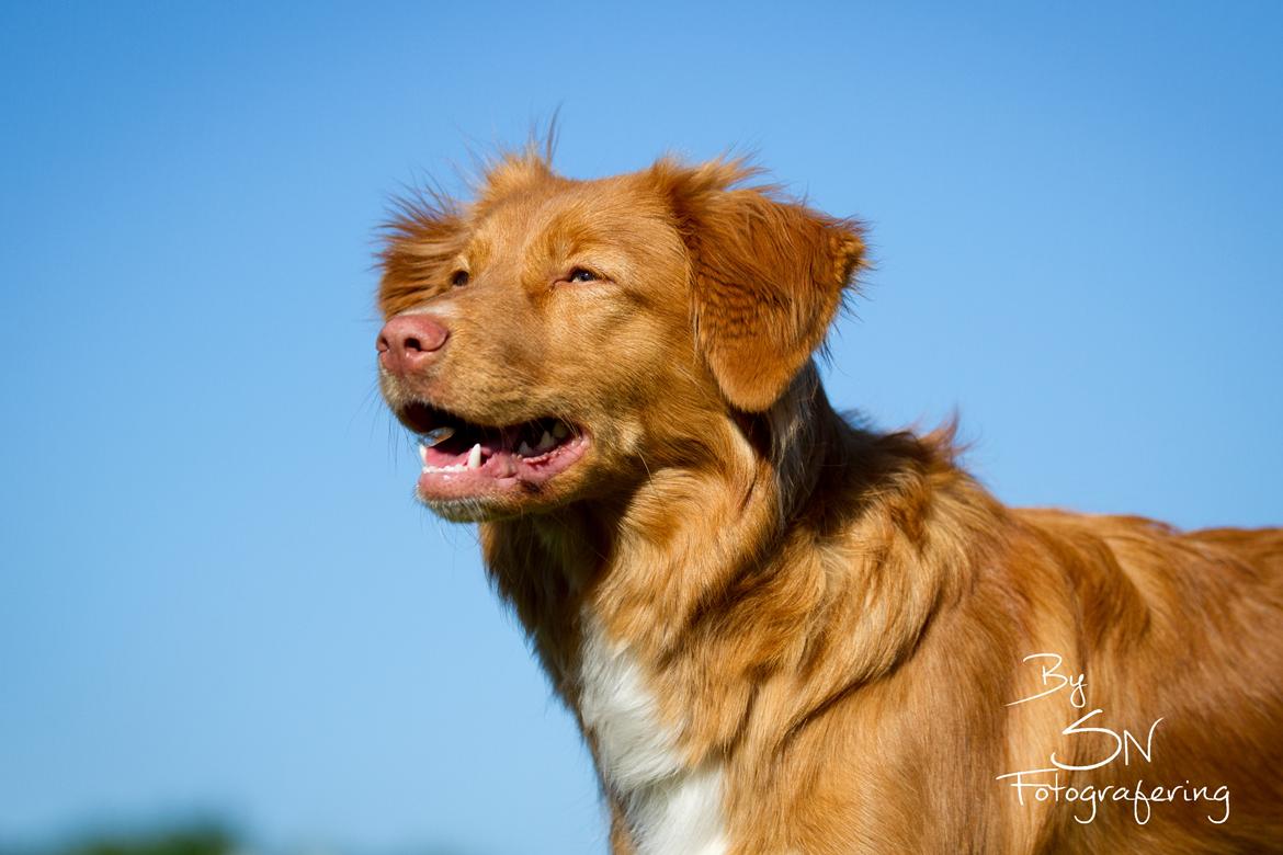 Nova scotia duck tolling retriever Aquafox Sebrings Fangio Chicane"Casey" billede 7