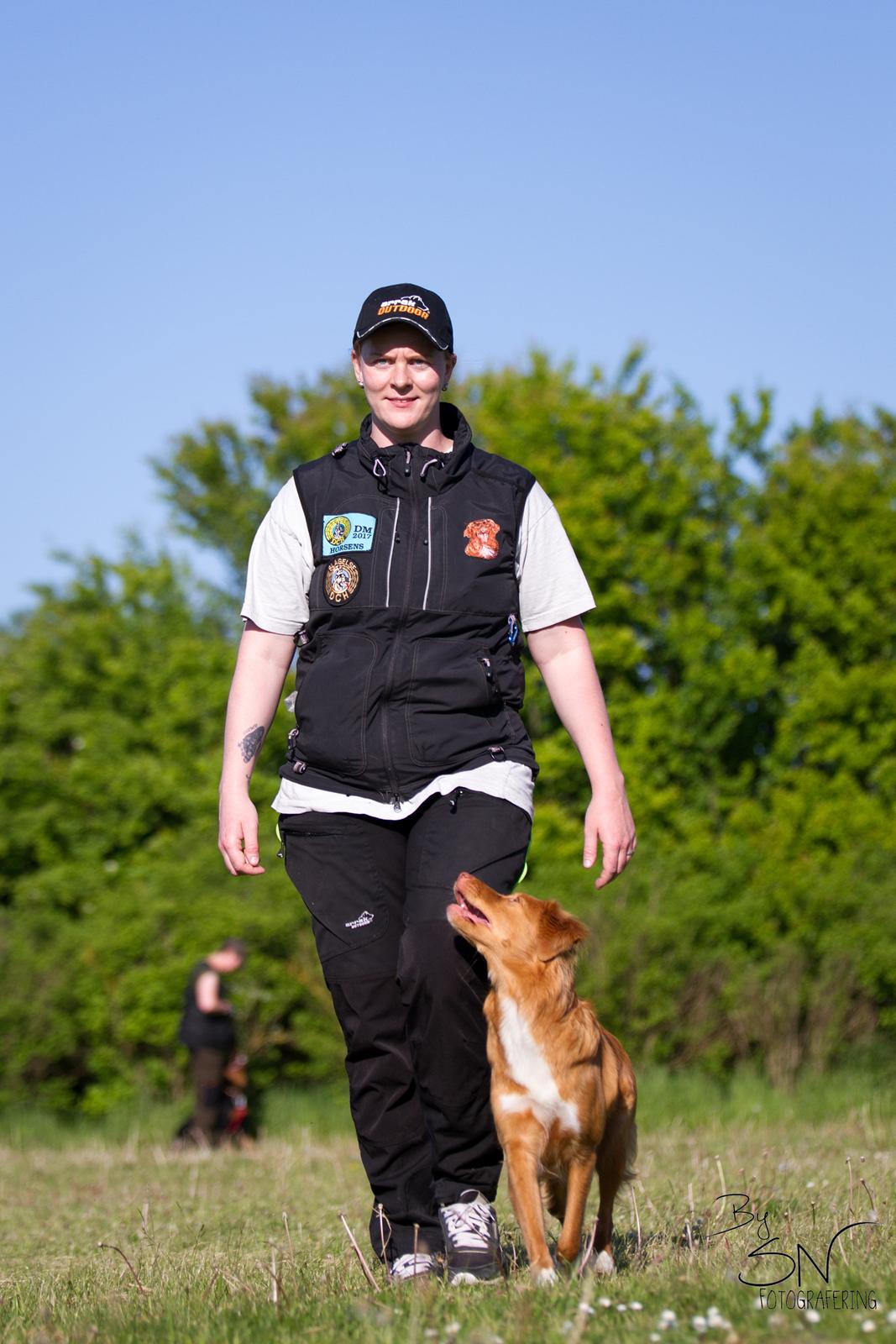 Nova scotia duck tolling retriever Aquafox Sebrings Fangio Chicane"Casey" billede 6