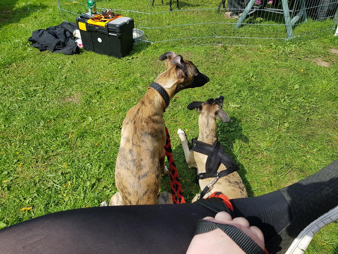 Whippet Kennel All Stars Fighter (bortgået) billede 18