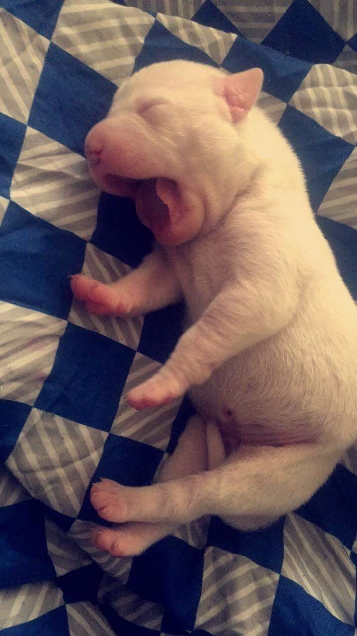 Blanding af racer Coco billede 1