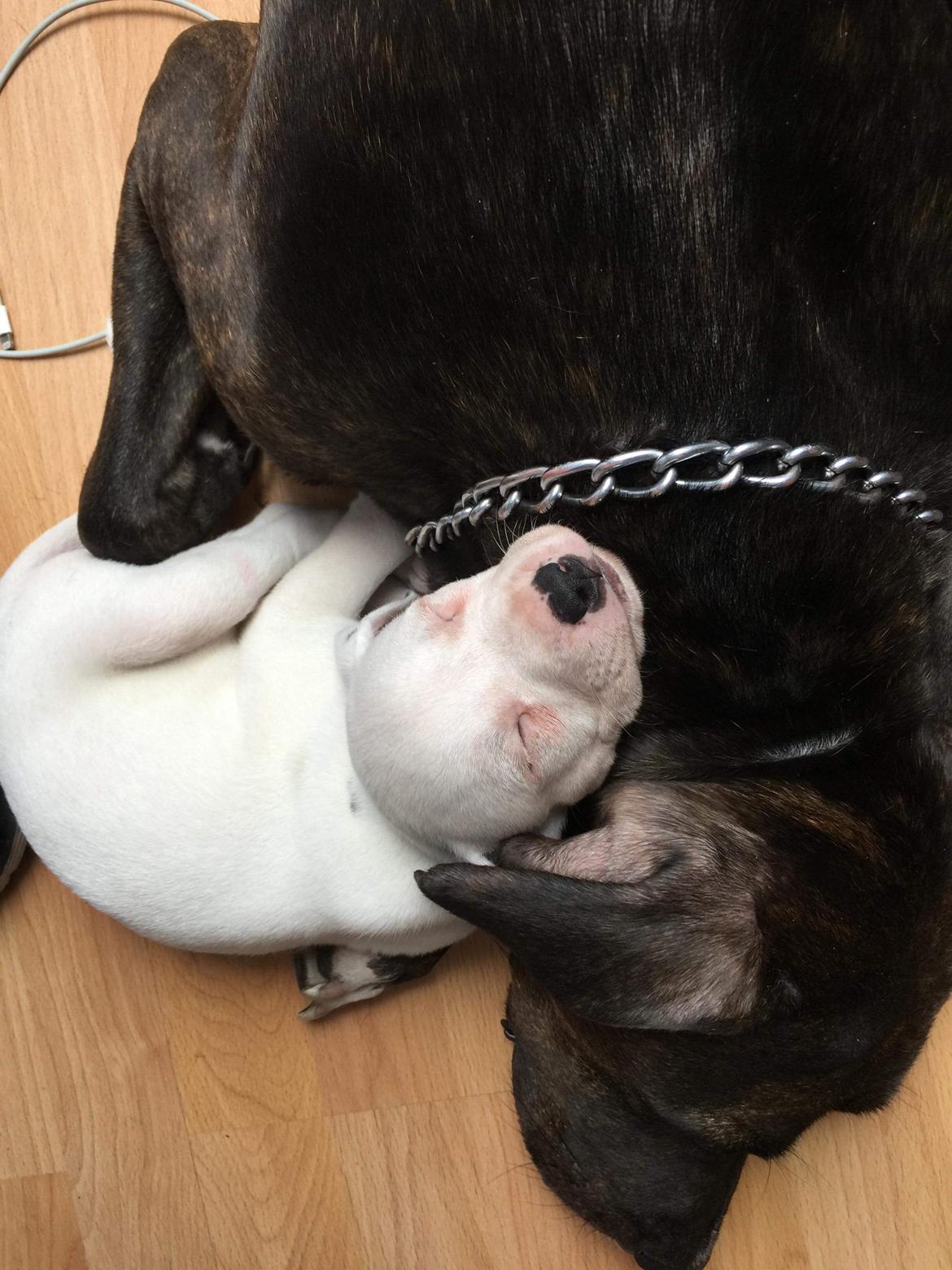 Blanding af racer Coco billede 3