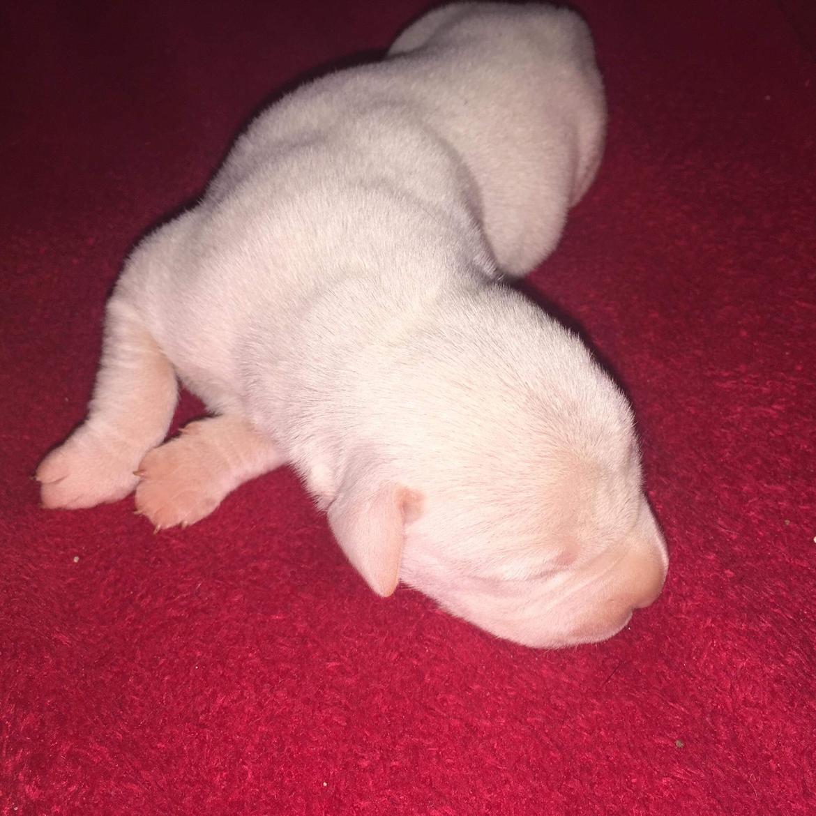 Blanding af racer Coco billede 2