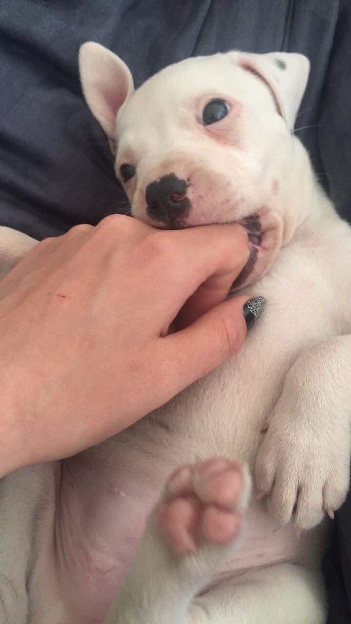 Blanding af racer Coco billede 4