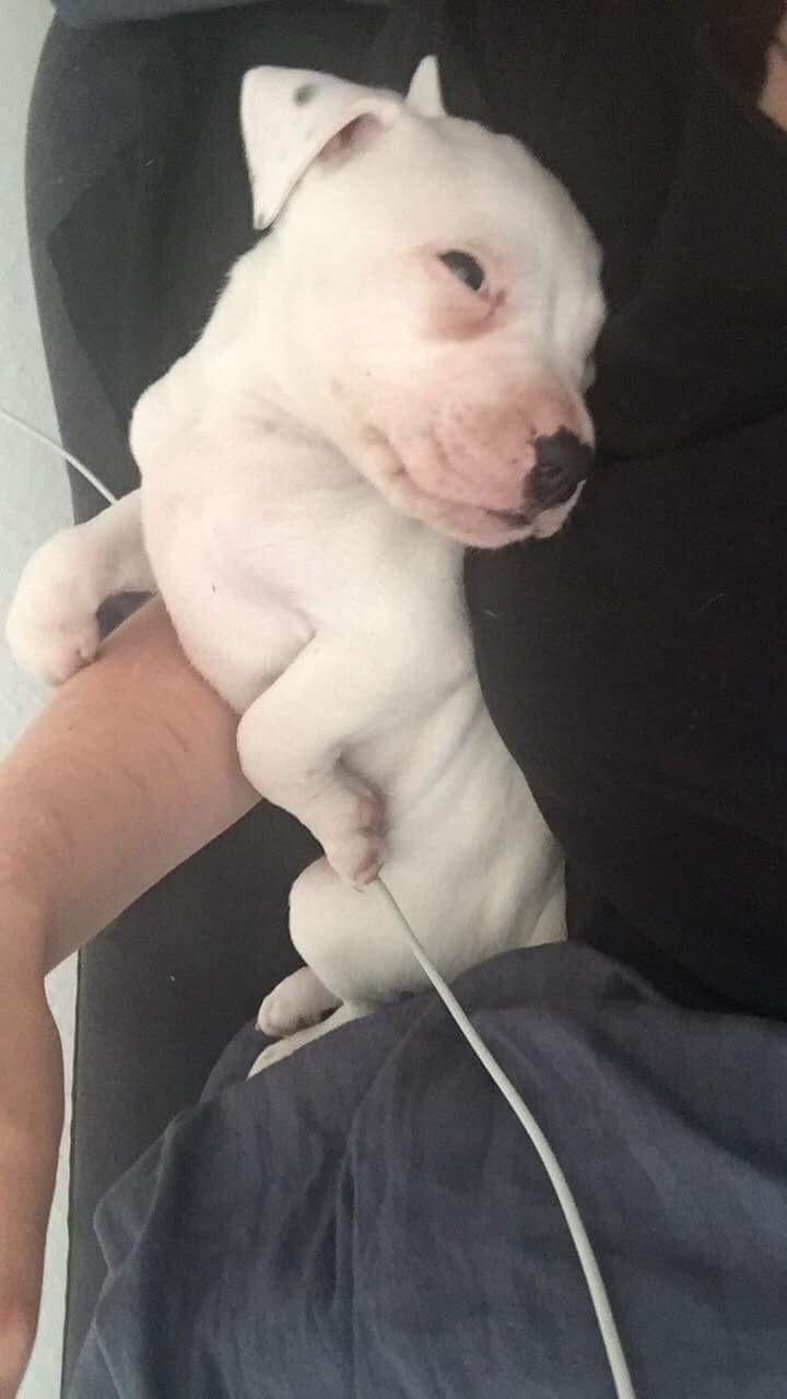 Blanding af racer Coco billede 5