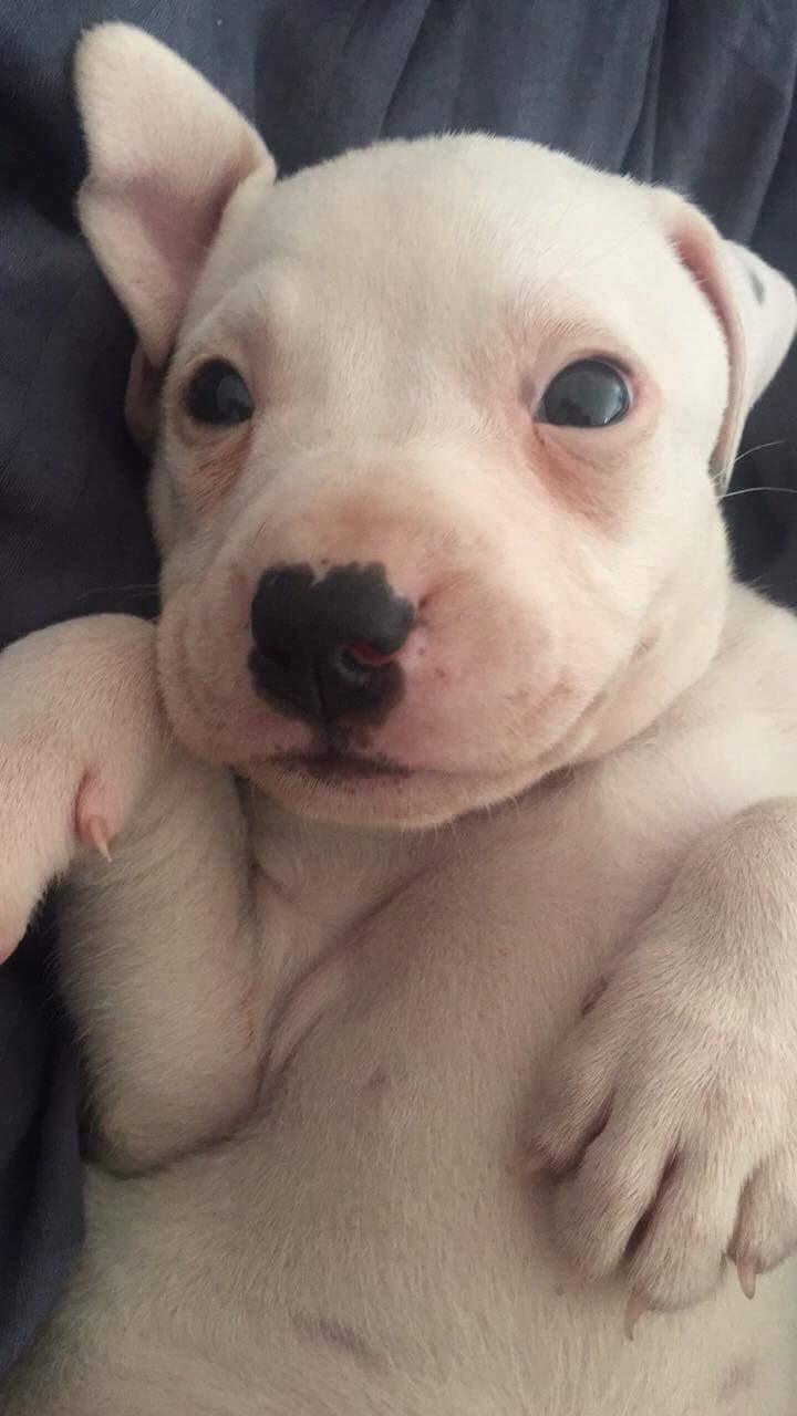 Blanding af racer Coco billede 6