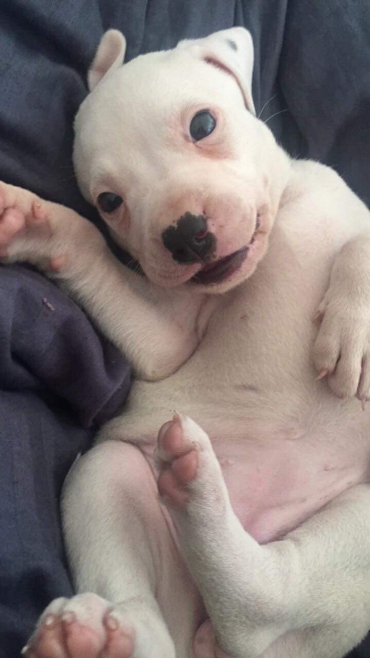 Blanding af racer Coco billede 7