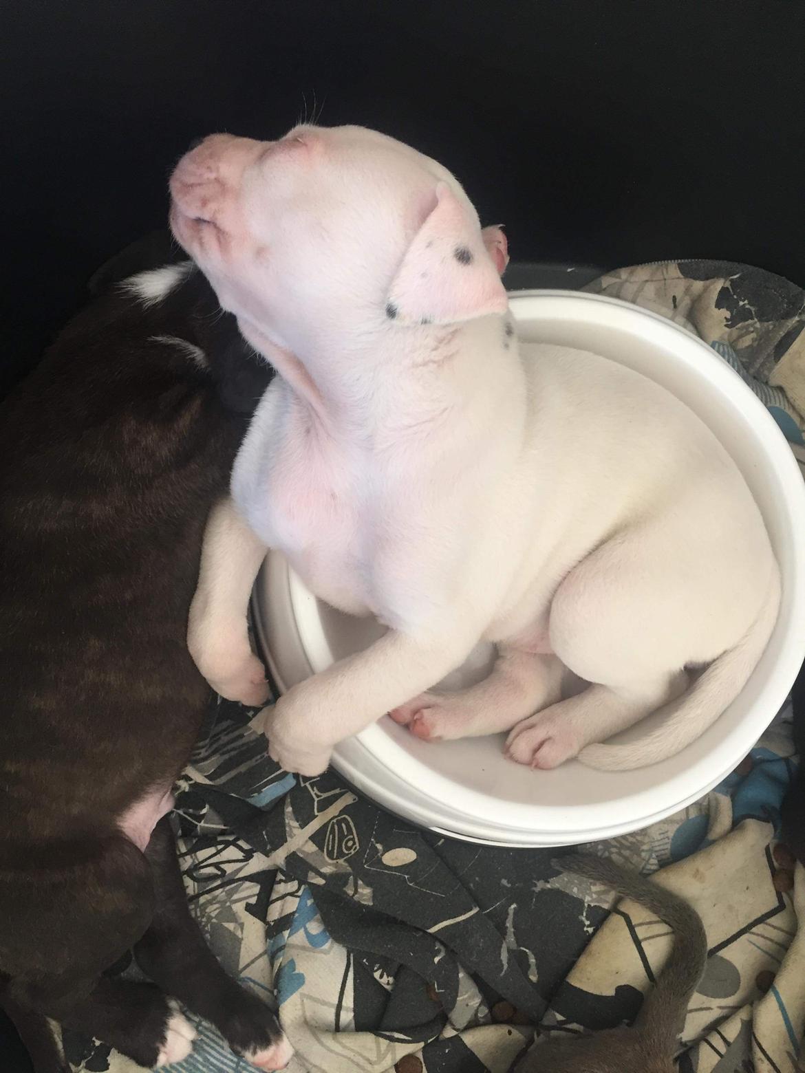 Blanding af racer Coco billede 8