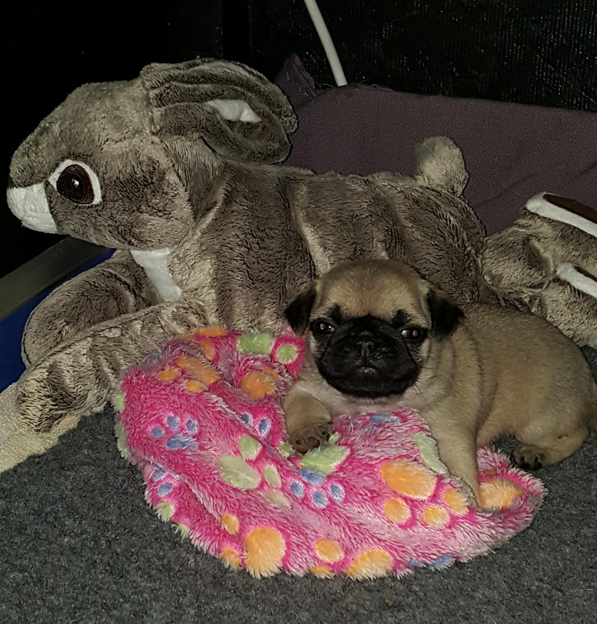 Mops Must Have Ove Sprogøe  billede 2