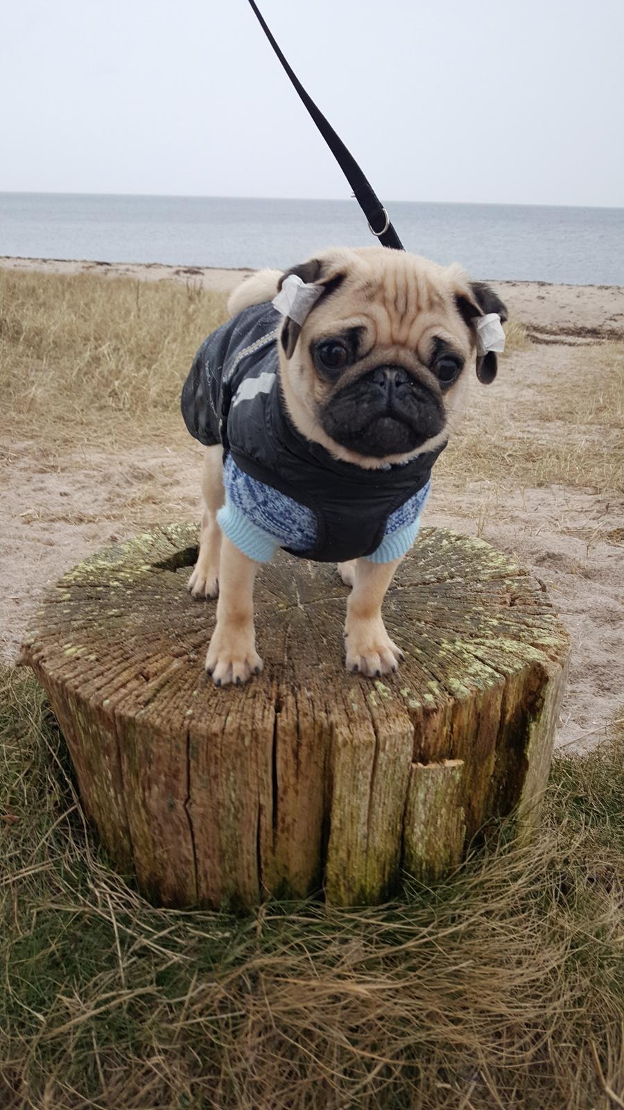 Mops Must Have Ove Sprogøe  billede 4