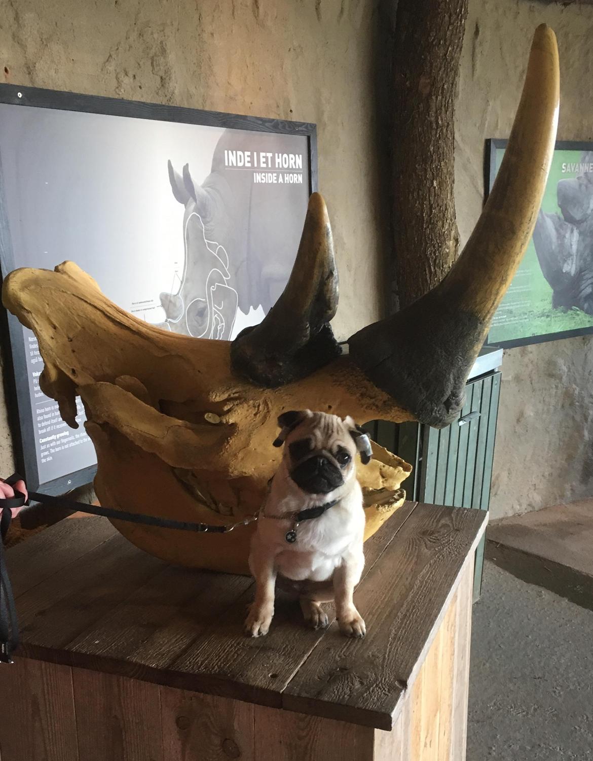 Mops Must Have Ove Sprogøe  billede 5