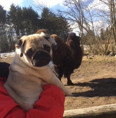 Mops Must Have Ove Sprogøe  billede 6