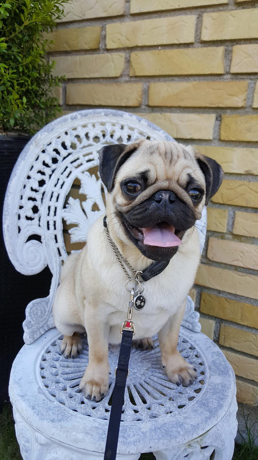 Mops Must Have Ove Sprogøe  billede 1