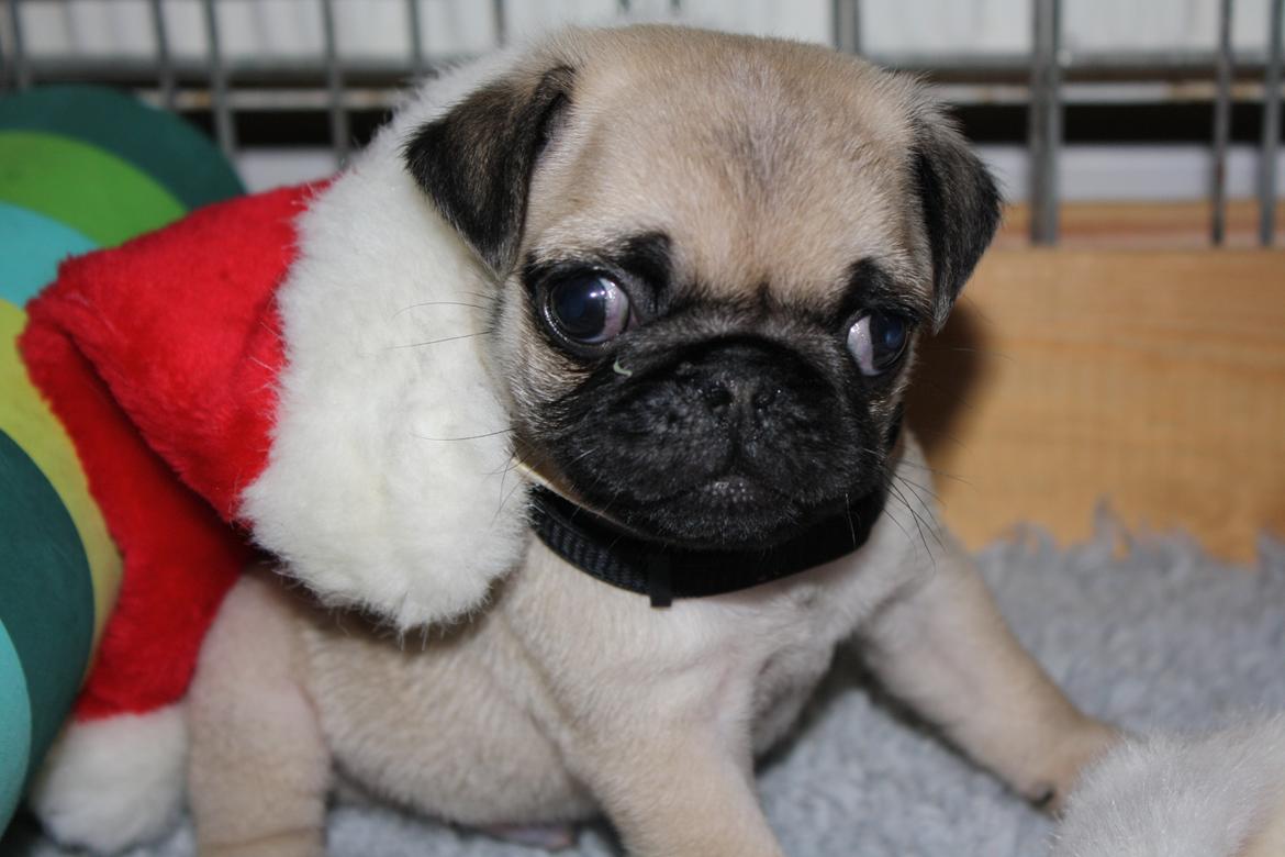 Mops Must Have Ove Sprogøe  billede 3