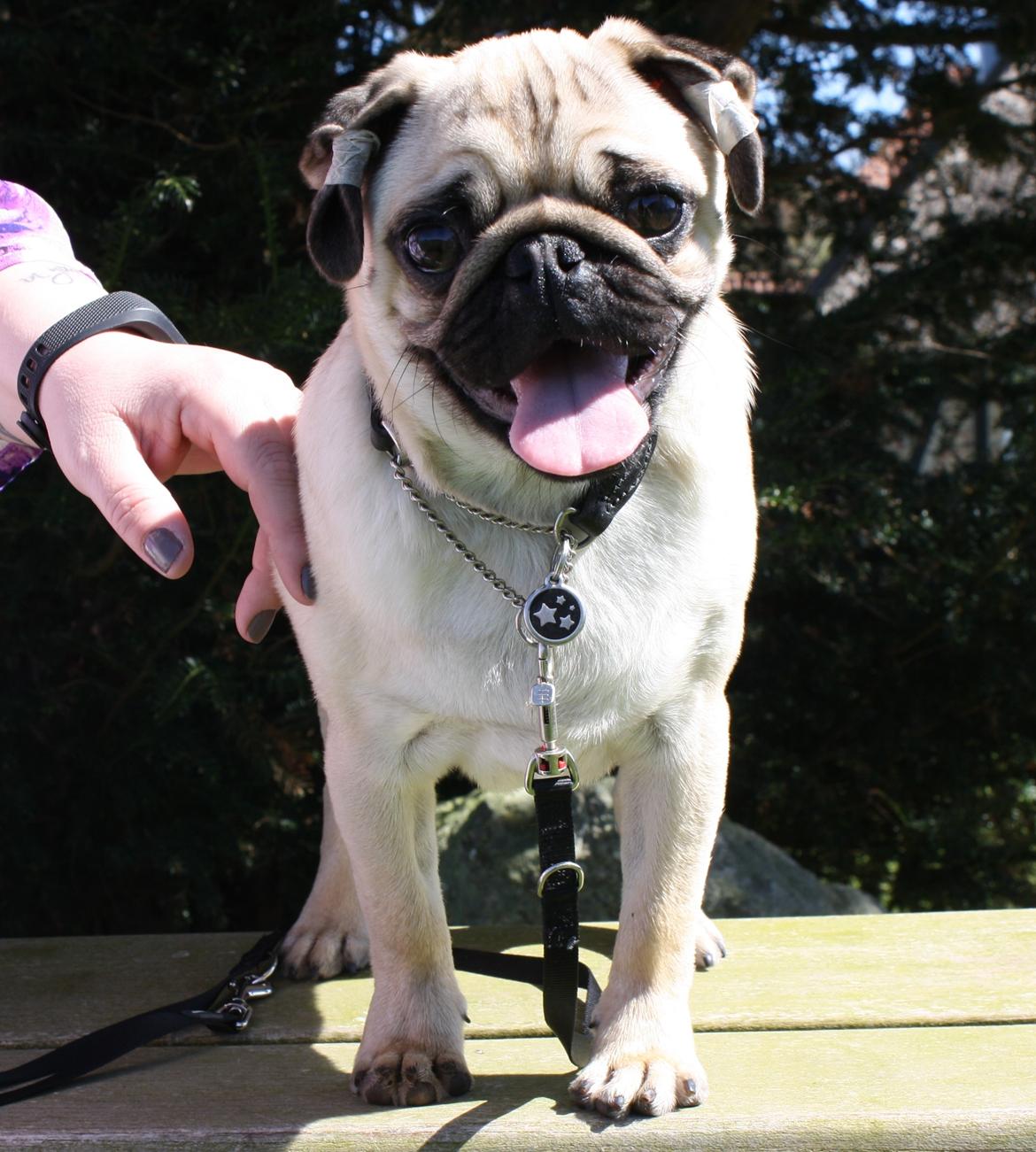 Mops Must Have Ove Sprogøe  billede 8