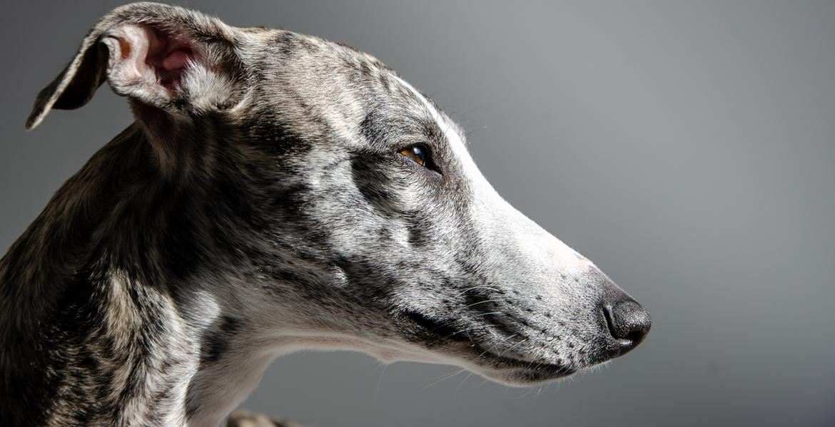 Whippet Galanta Whippets Milani aka Ayla billede 18