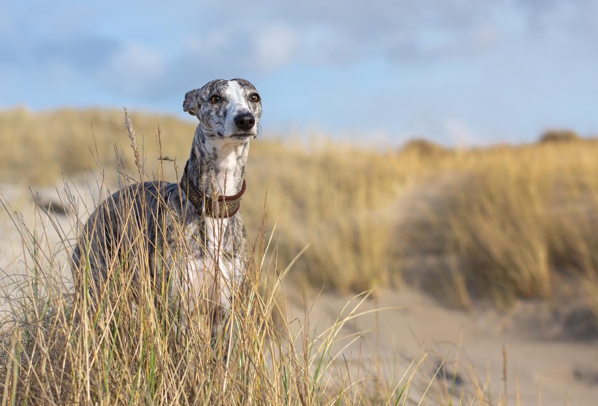 Whippet Galanta Whippets Milani aka Ayla billede 3