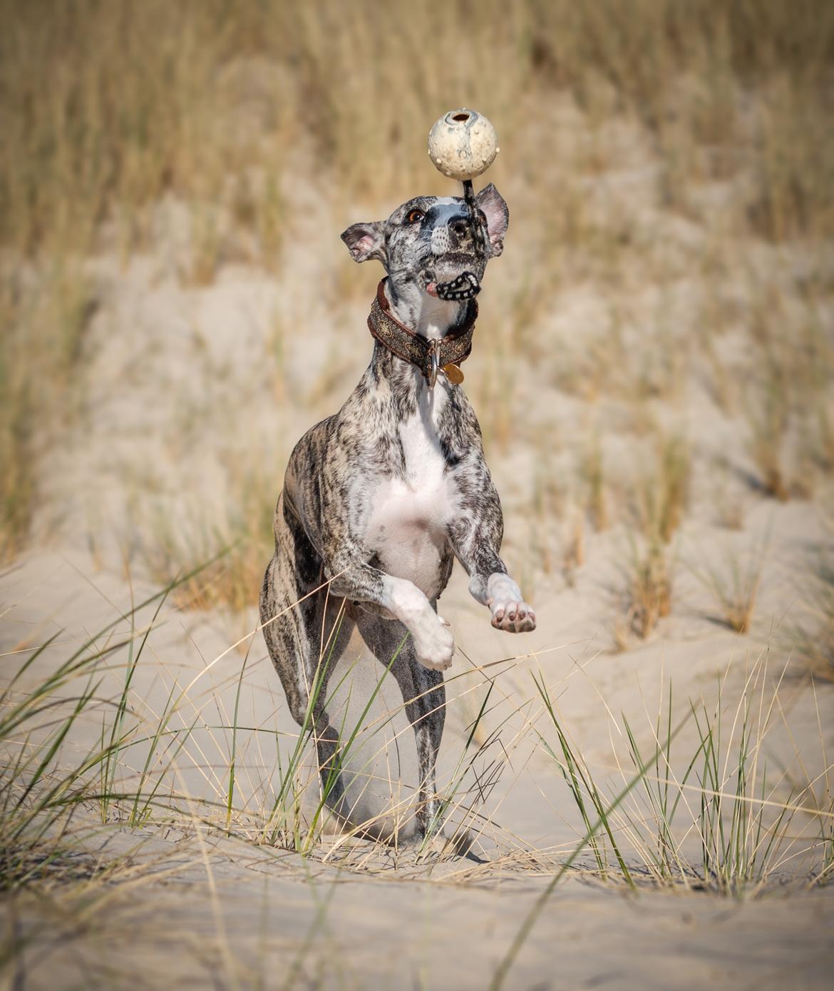 Whippet Galanta Whippets Milani aka Ayla billede 10