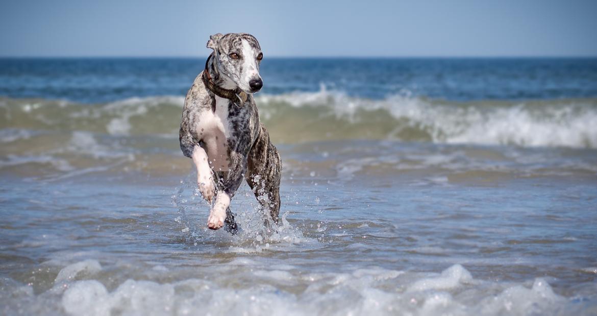 Whippet Galanta Whippets Milani aka Ayla billede 20