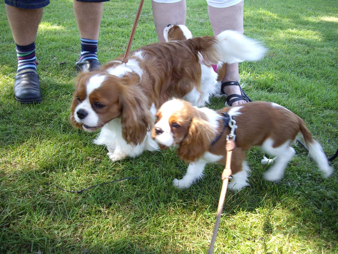 Cavalier king charles spaniel Figgo ( Colourworld's Cristopher Ewing ) billede 32