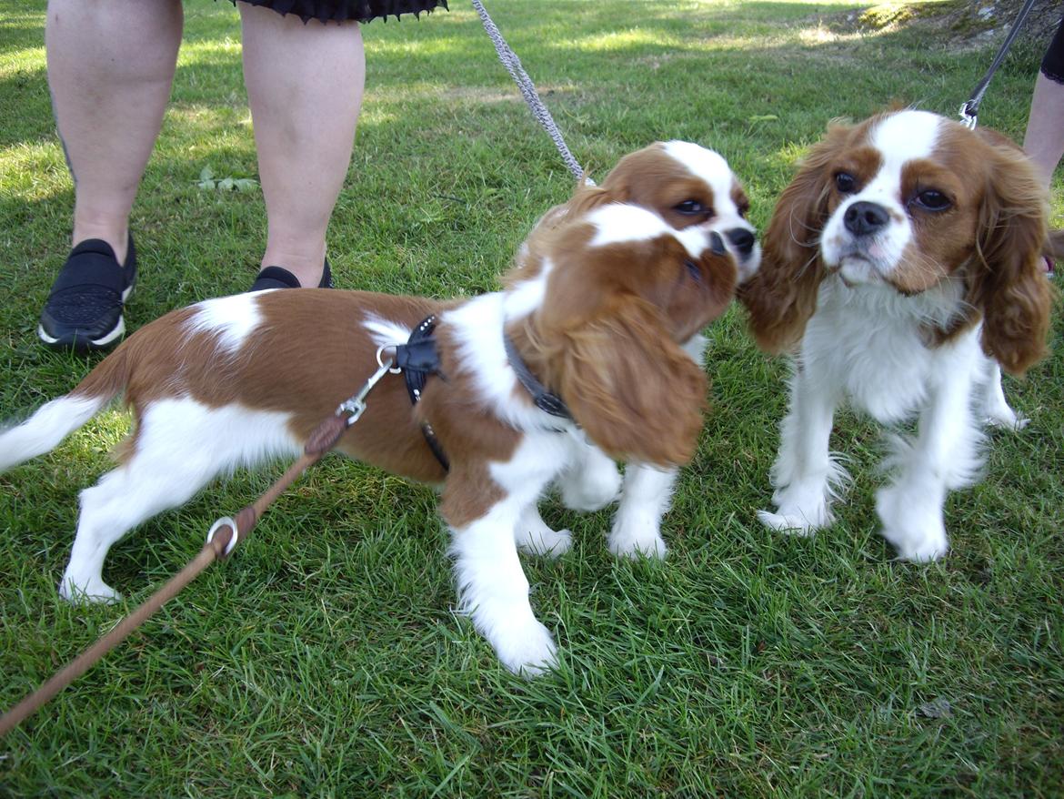 Cavalier king charles spaniel Figgo ( Colourworld's Cristopher Ewing ) billede 33