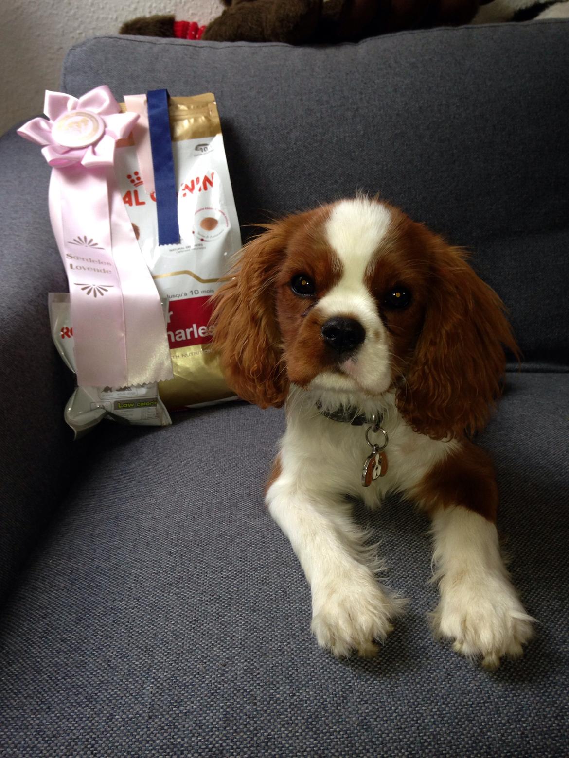 Cavalier king charles spaniel Figgo ( Colourworld's Cristopher Ewing ) billede 36