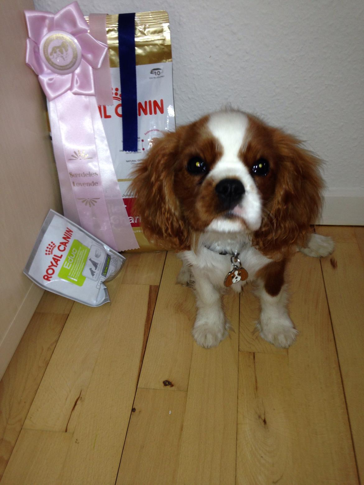 Cavalier king charles spaniel Figgo ( Colourworld's Cristopher Ewing ) billede 35