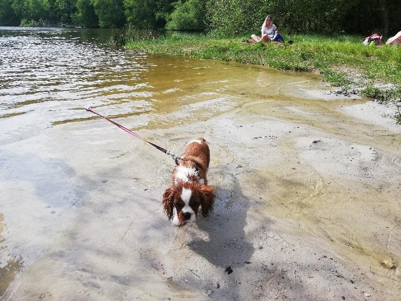 Cavalier king charles spaniel Figgo ( Colourworld's Cristopher Ewing ) billede 38