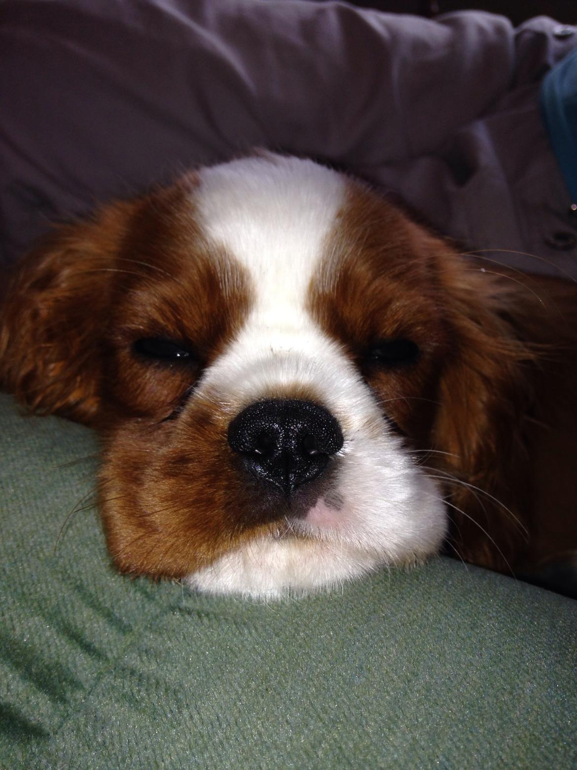 Cavalier king charles spaniel Figgo ( Colourworld's Cristopher Ewing ) billede 40