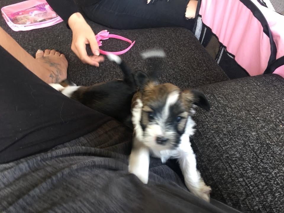 Blanding af racer Maggie billede 6