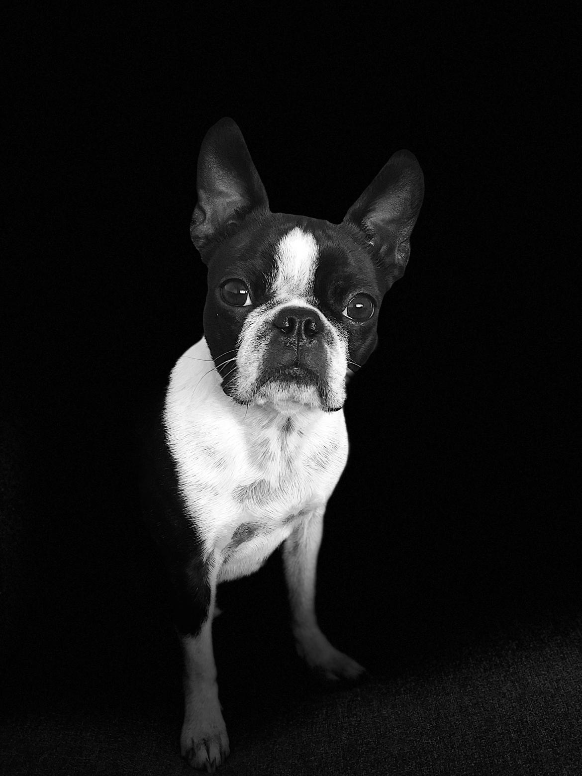Boston terrier Naddie - Naddie d. 4/6-2018 billede 8