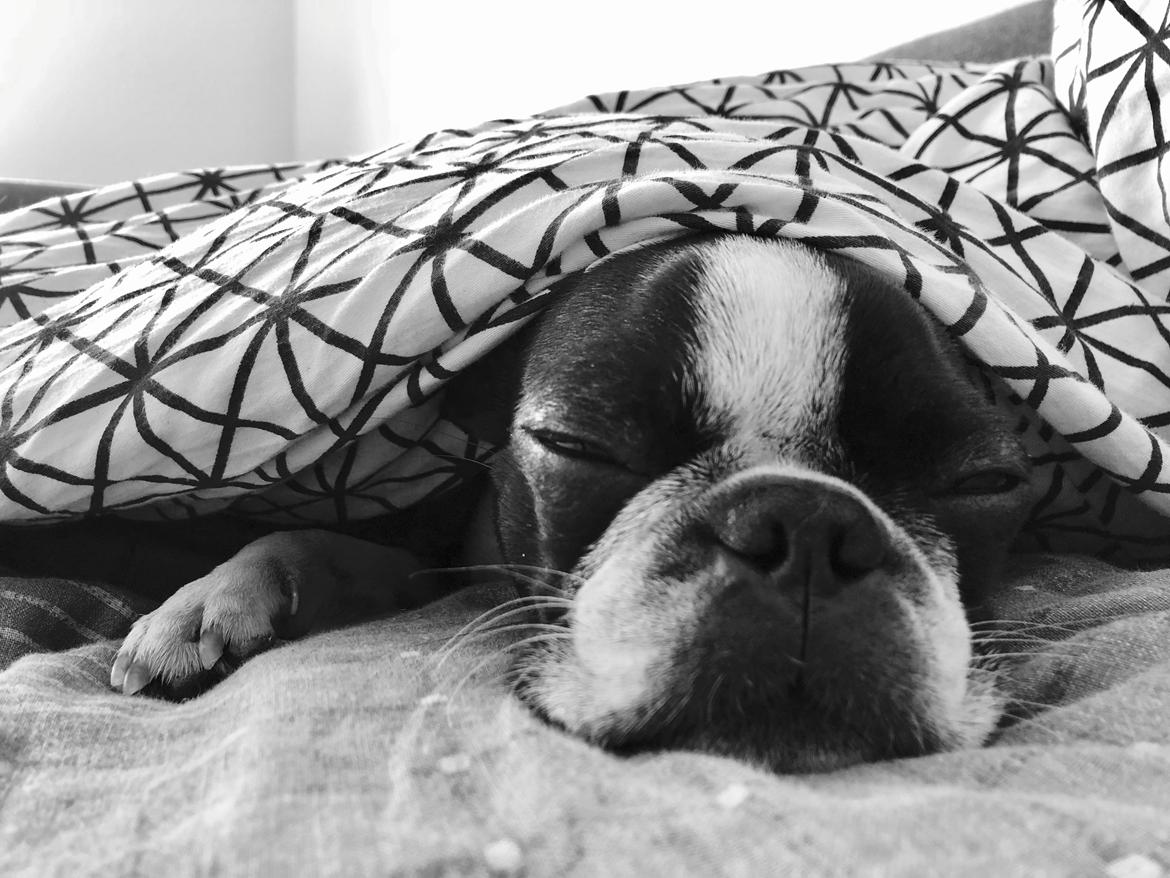 Boston terrier Naddie billede 10