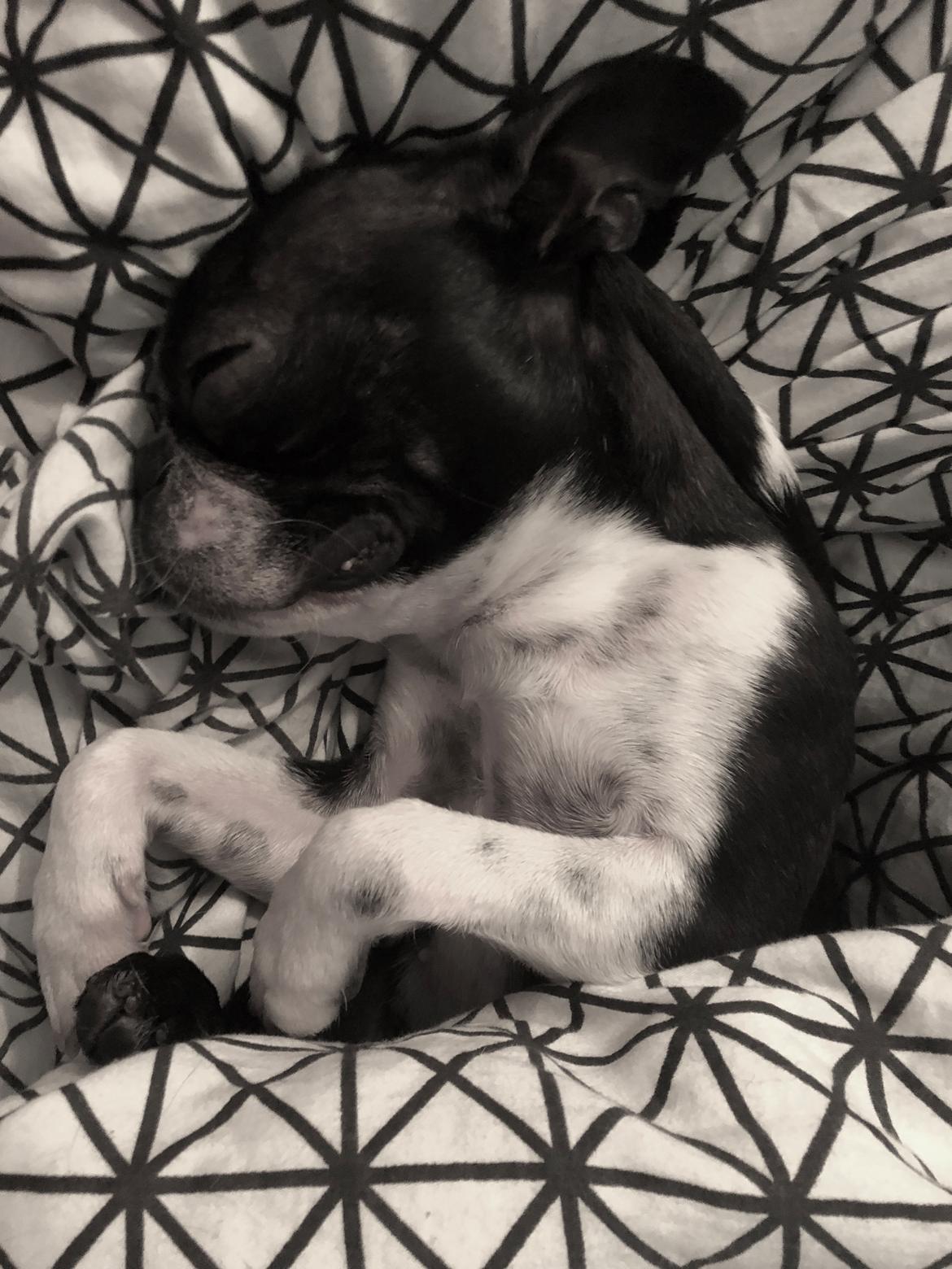 Boston terrier Naddie billede 11