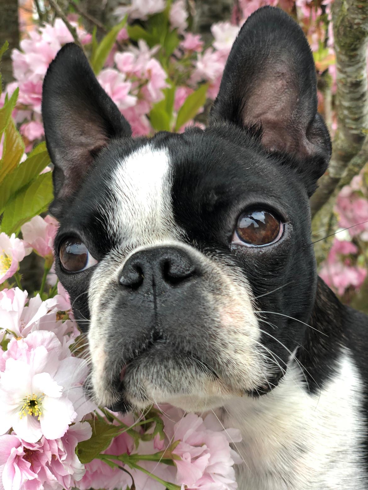 Boston terrier Naddie - Naddie d. 4/6-2018 billede 9