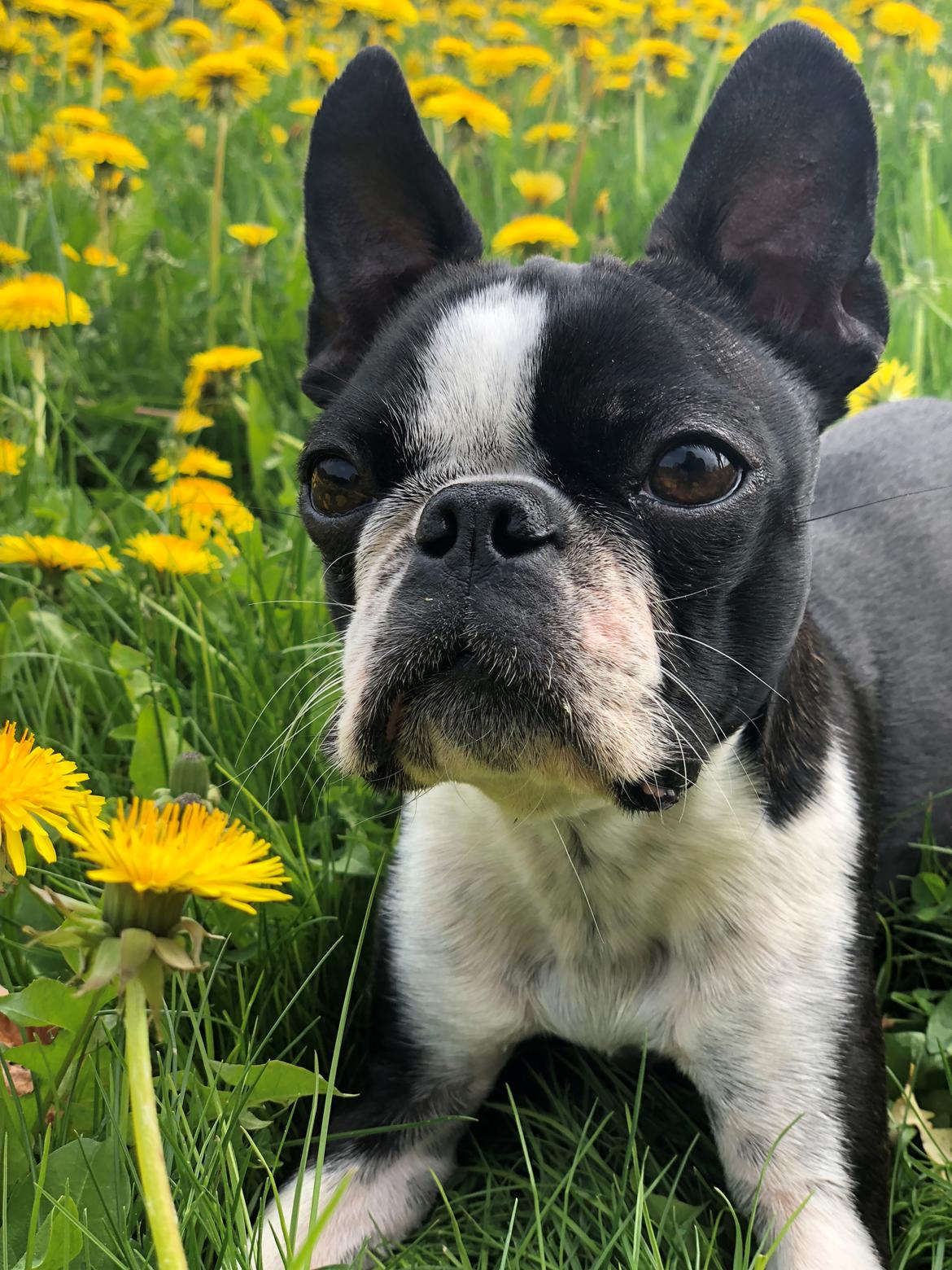 Boston terrier Naddie - Naddie d. 12/5-2018 billede 12