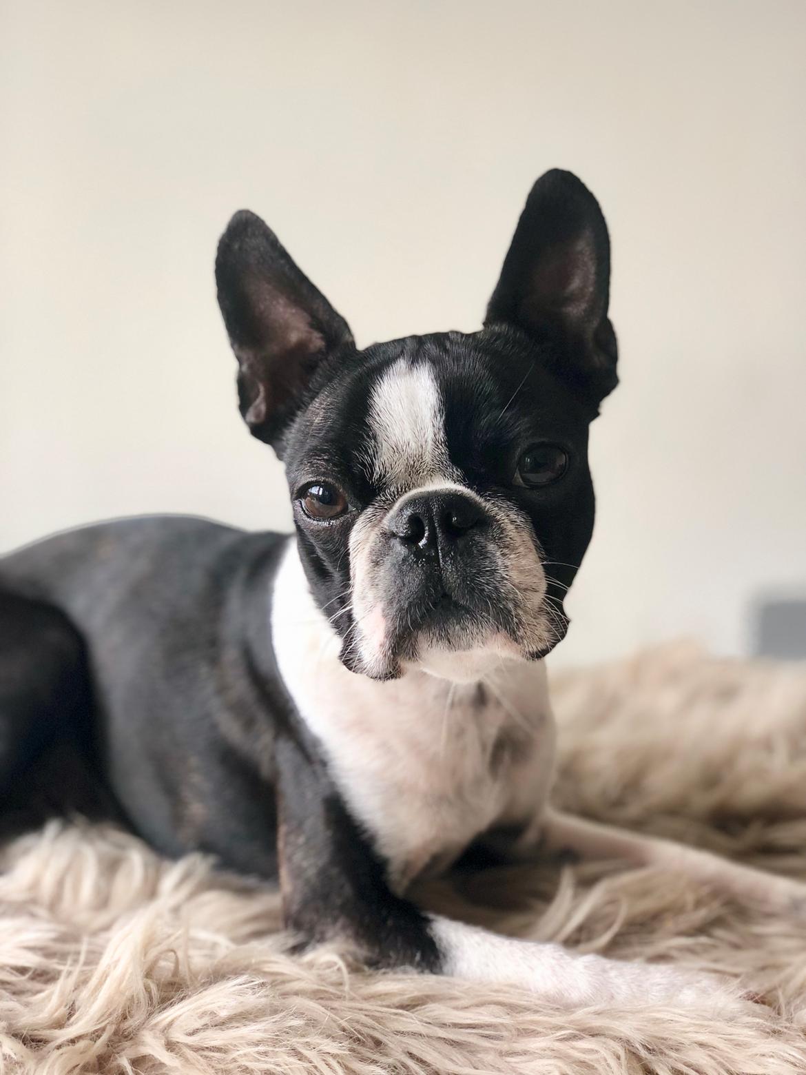 Boston terrier Naddie - Naddie d. 4/6-2018 billede 14