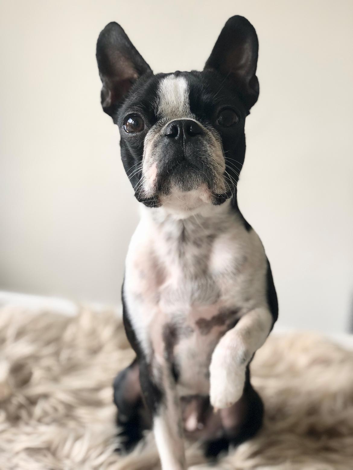 Boston terrier Naddie - Naddie d. 4/6-2018 billede 13