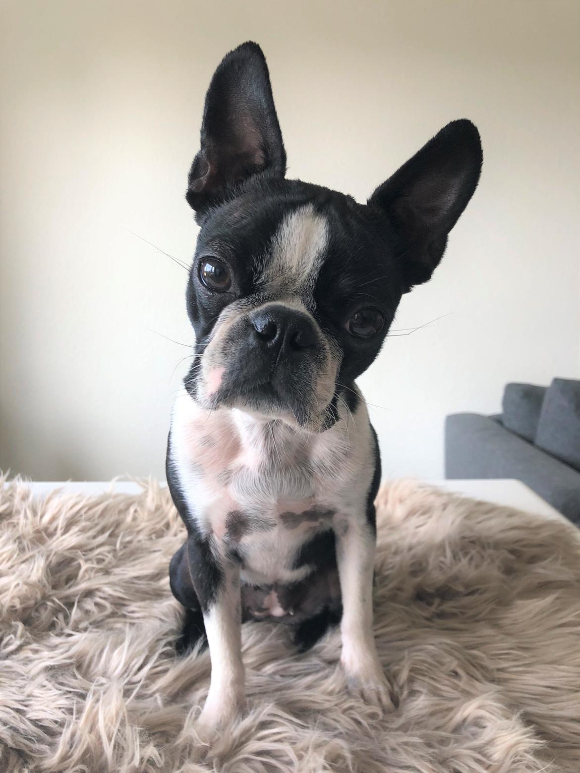 Boston terrier Naddie - Naddie d. 12/5-2018 billede 15