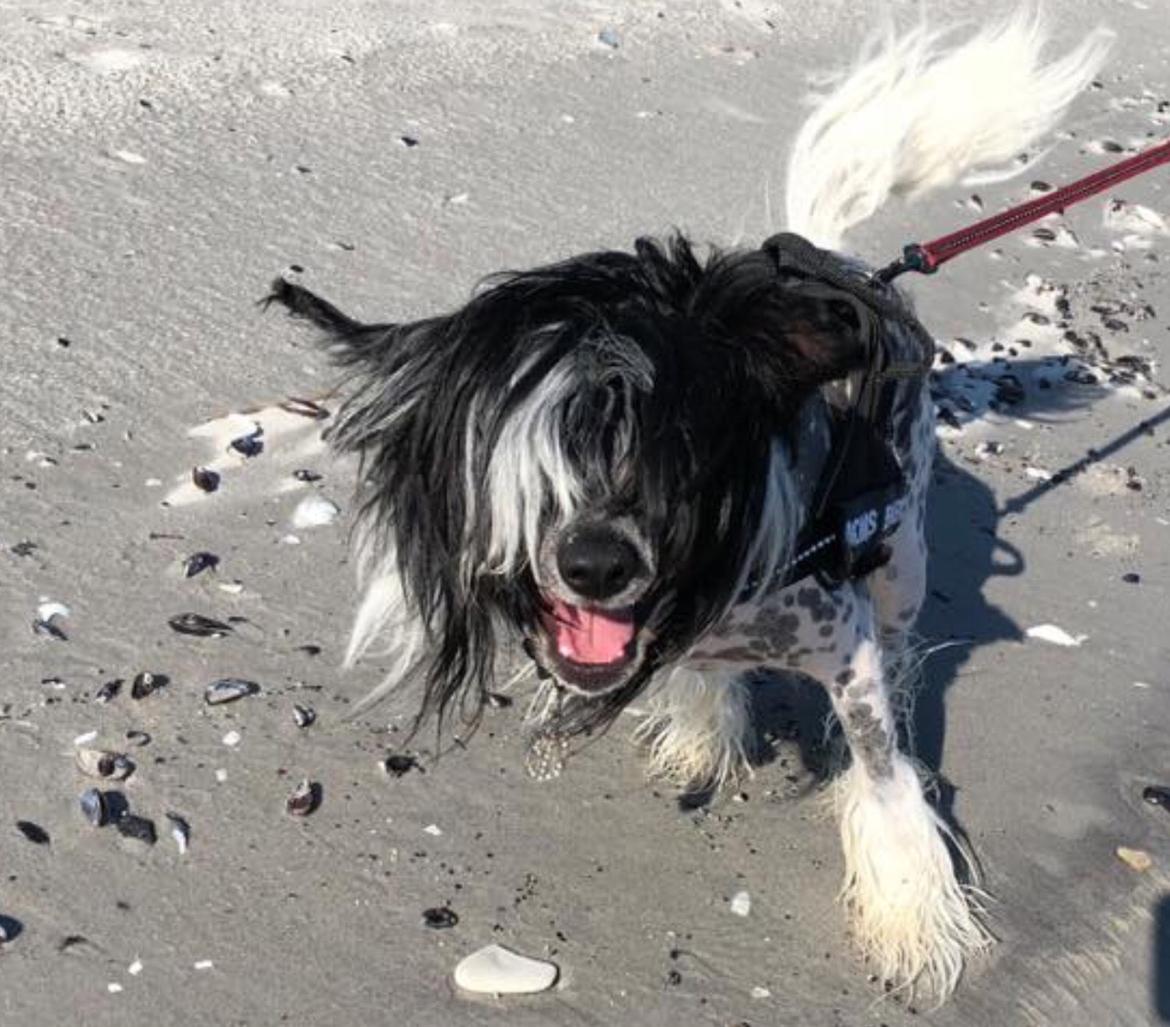 Chinese crested hårløs Jax billede 27