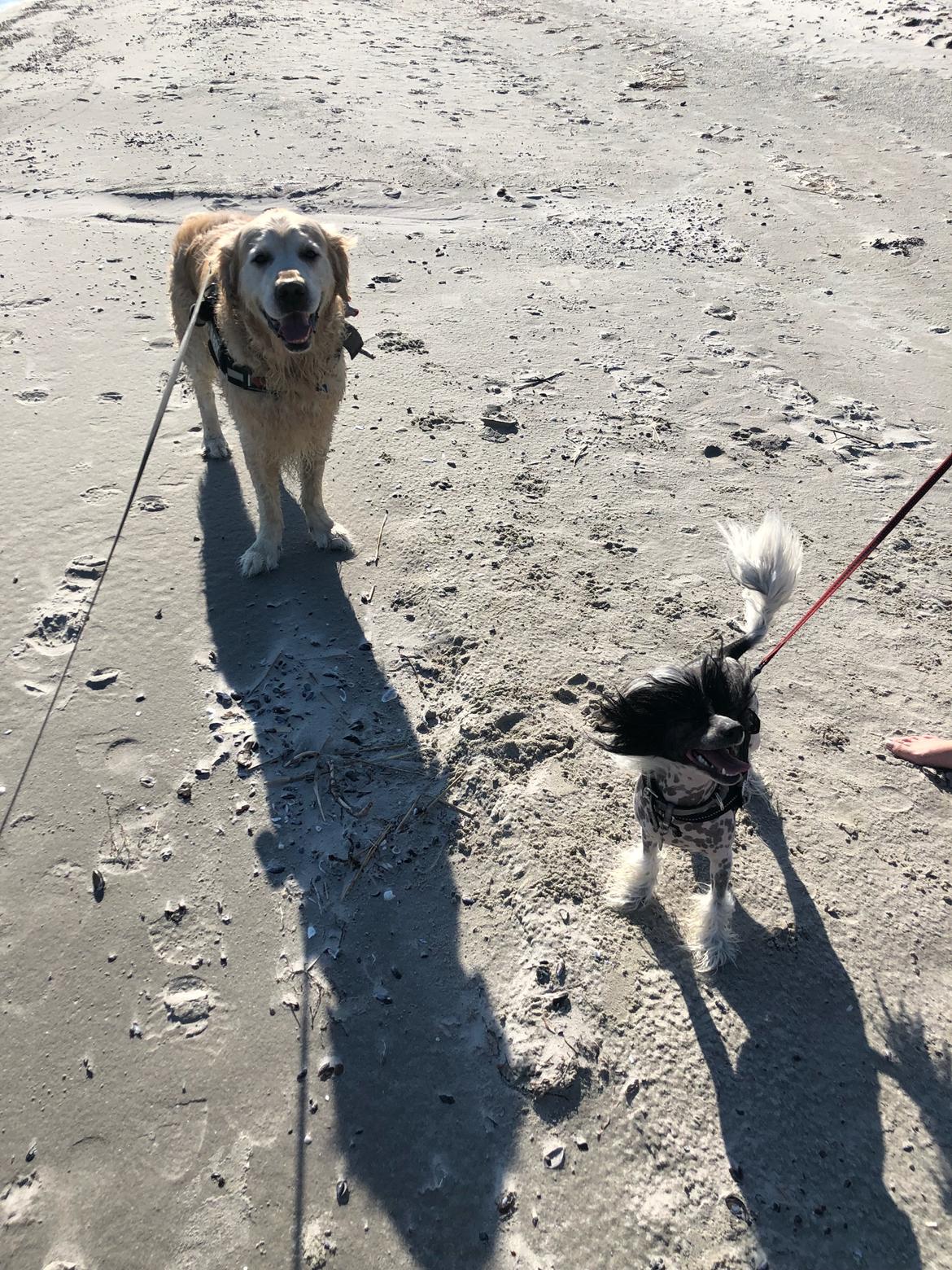 Chinese crested hårløs Jax billede 42