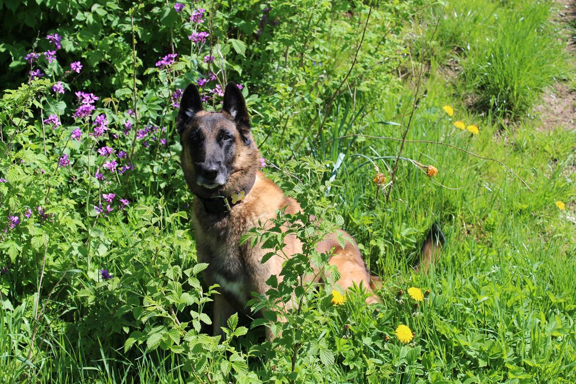 Malinois Zorba - Zorba billede 1