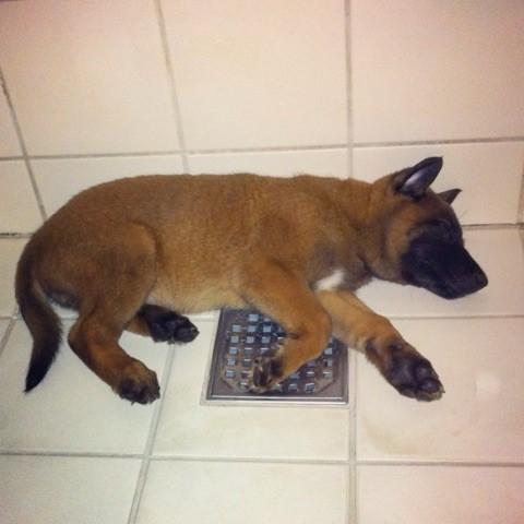 Malinois Zorba - Zorba som hvalp billede 6