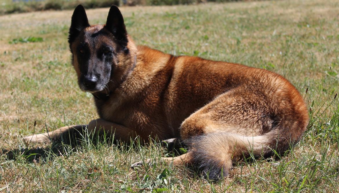 Malinois Zorba - Zorba billede 14