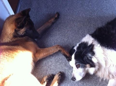 Malinois Zorba - Zorba og Eddie billede 7