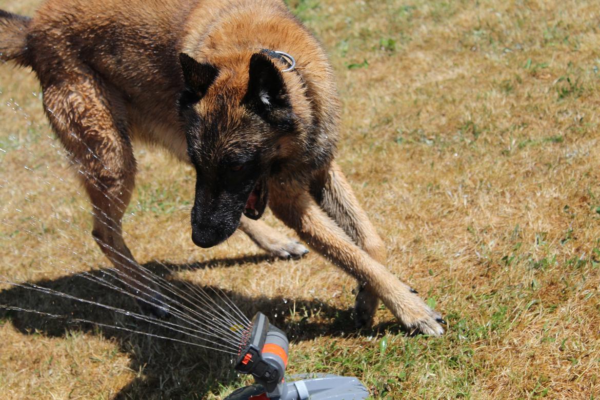 Malinois Zorba - Zorba elsker vand! billede 11