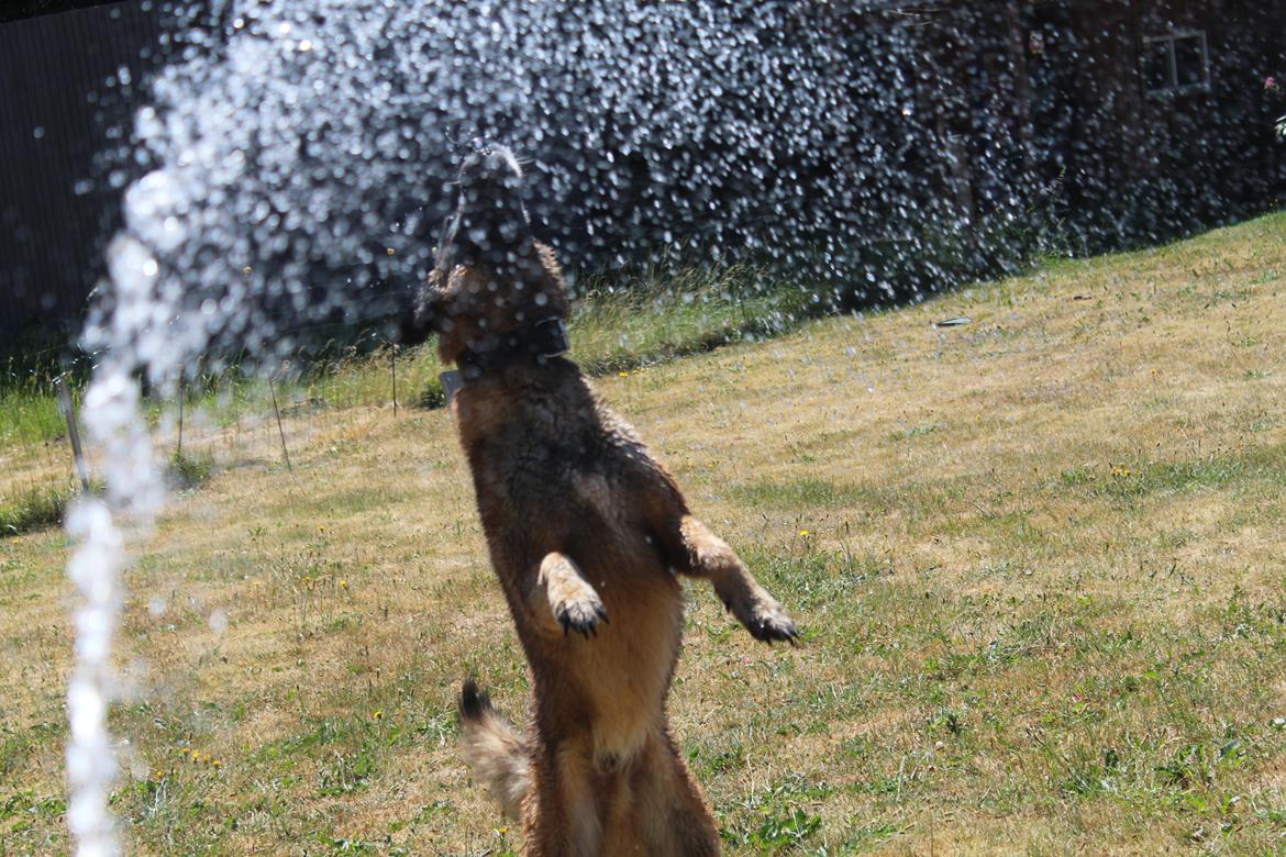Malinois Zorba - Zorba leger med vand! billede 12